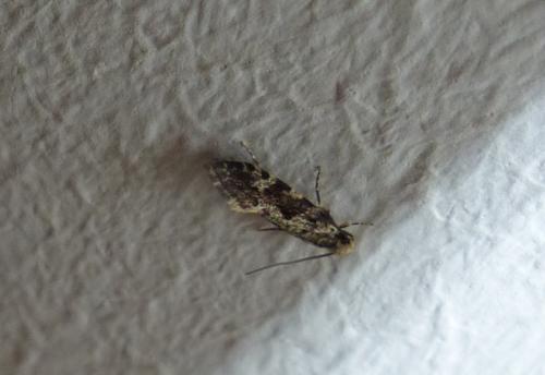Réf. 270 573 : Nemapogon granella